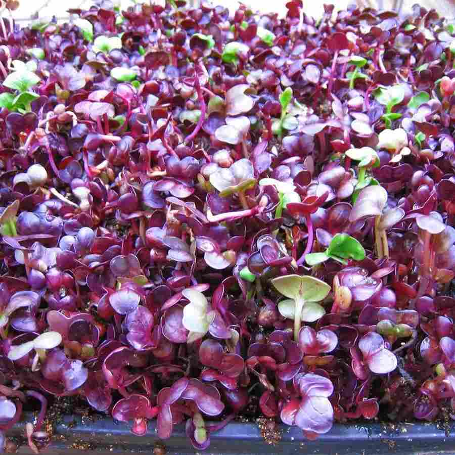 Radish Purple(रेडिश बैंगनी माइक्रोग्रीन्स)100g