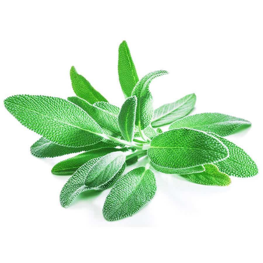 Sage Herb(सेज)-100g