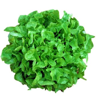 Lettuce oakleaf green 1pc.100-120g