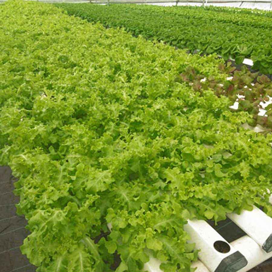 Lettuce oakleaf green 1pc.100-120g