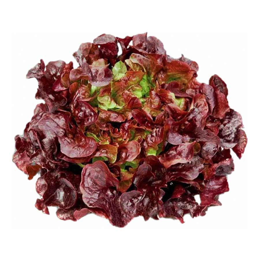 Lettuce Oakleaf Red(ओकलीफ रेड)1pc.100-120g