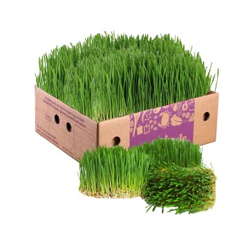 Wheatgrass Box