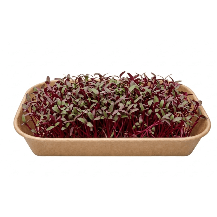 Tray of red microgreens growing densely in a shallow, brown compostable tray.