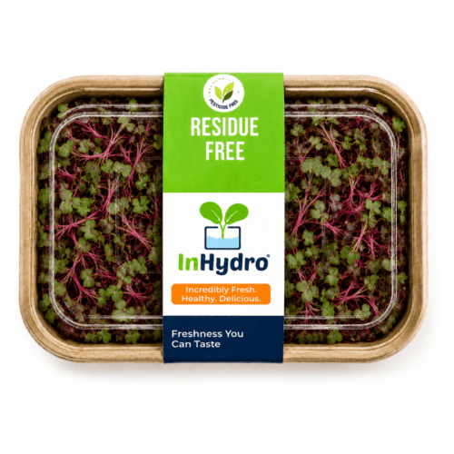 Fresh Beetroot Microgreens – close-up – InHydroGreens, same-day delivery in Delhi NCR