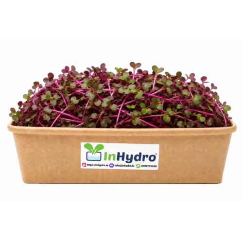 Beetroot Microgreens Inhydrogreens Fresh Beetroot Microgreens Inhydrogreens Same day Delivery in Delhi Ncr