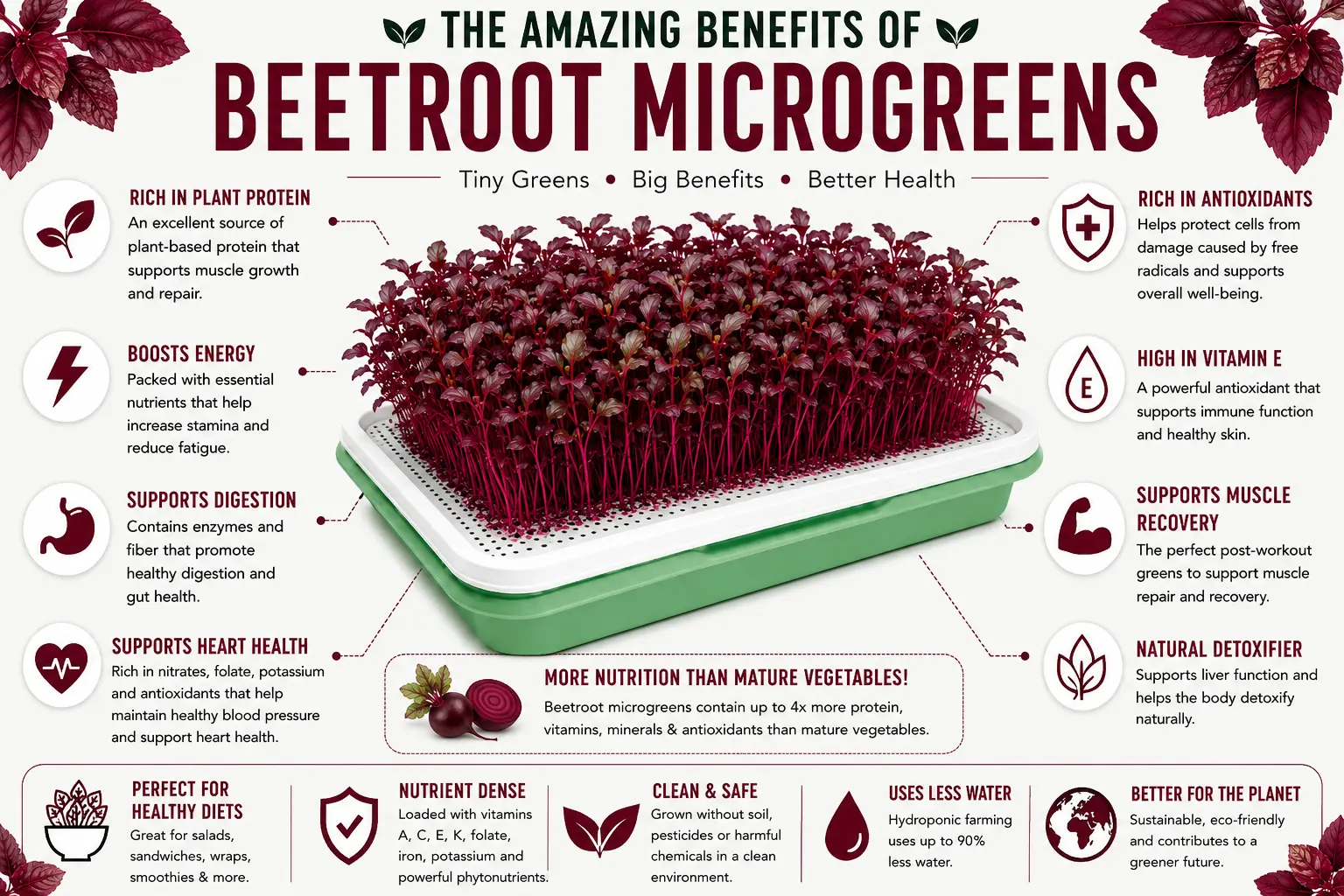 Benefits of Beetroot Microgreens