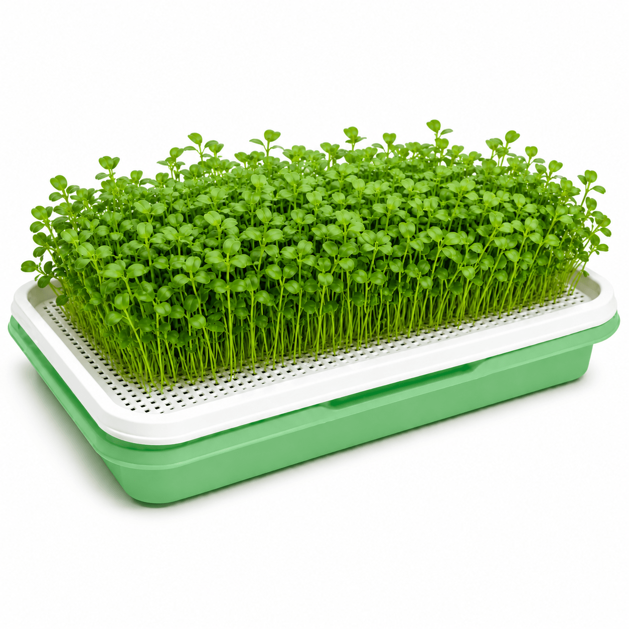 Benefits of Radish Microgreens