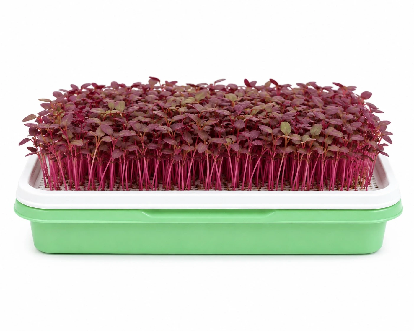 Red Amaranth Growing Tray