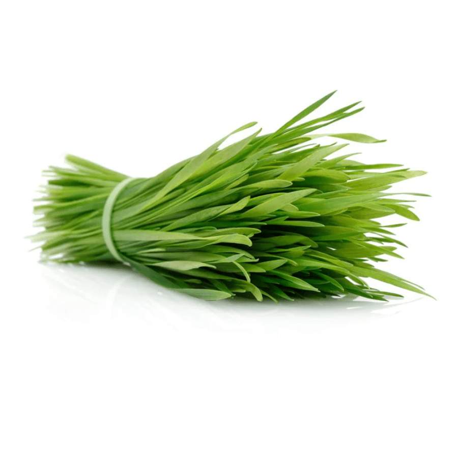 Wheatgrass(เคตเฅเคนเฅเคเคเฅเคฐเคพเคธ เคฎเคพเคเคเฅเคฐเฅเคเฅเคฐเฅเคจ)-100g | Fresh Hydroponic & Pesticide-Free