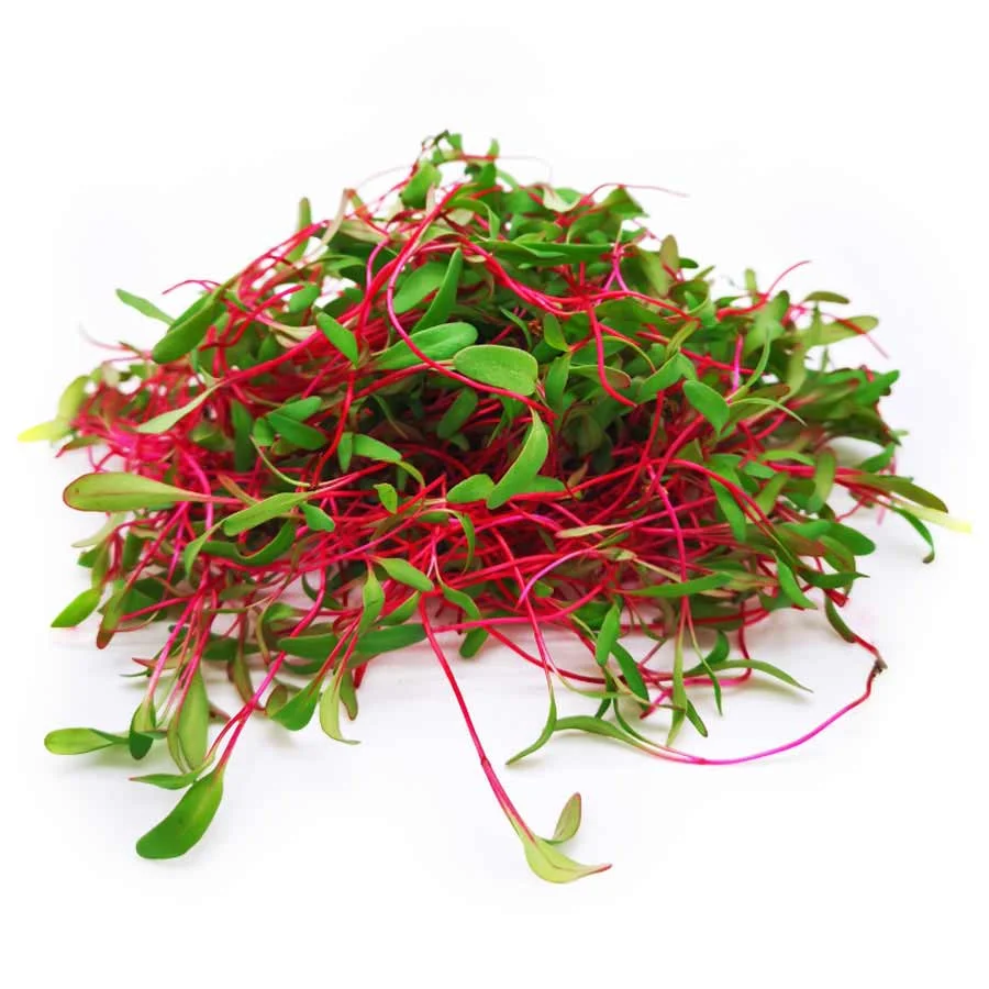 Beetroot Microgreens (เคฌเฅเคเคฐเฅเค) โ 100g | Fresh Hydroponic & Pesticide-Free