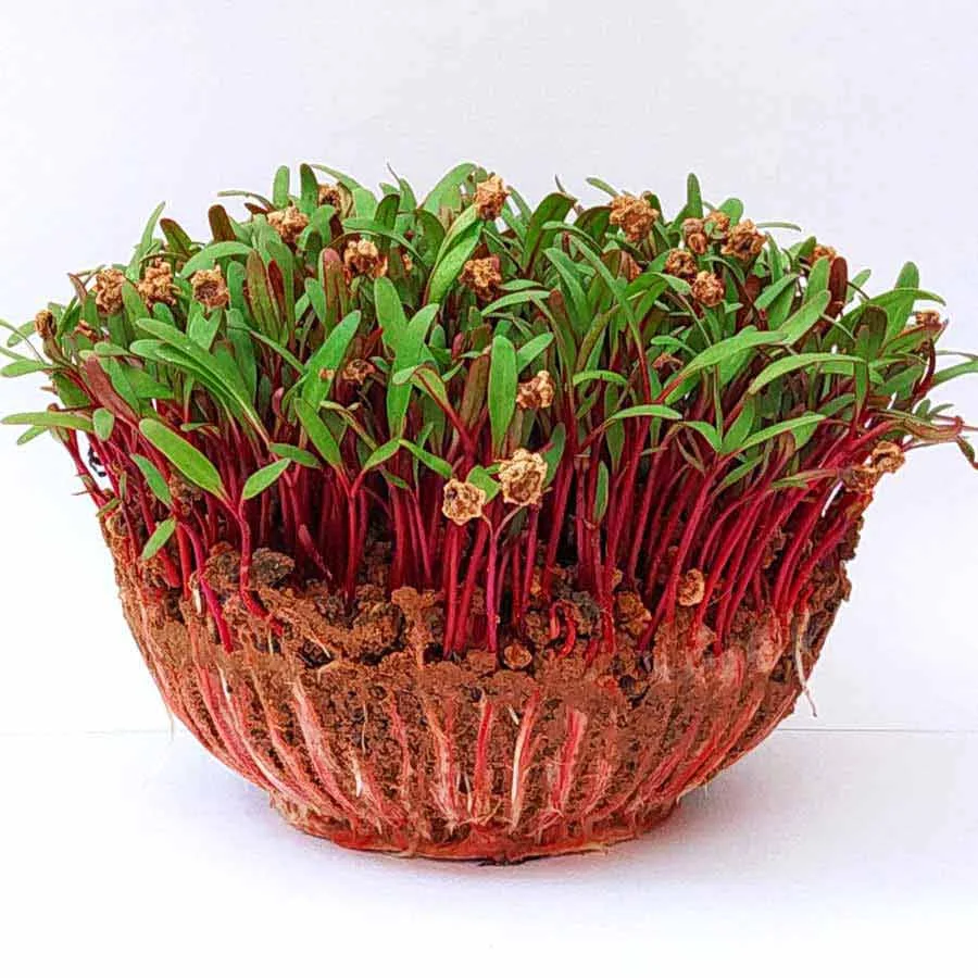 Beetroot Microgreens (बीटरूट) – 100g | Fresh Hydroponic & Pesticide-Free - Image 3