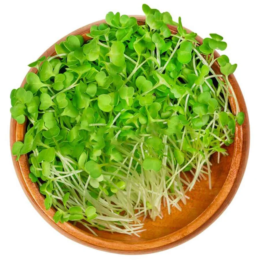 Broccoli Microgreens (เคฌเฅเคฐเฅเคเคฒเฅ เคฎเคพเคเคเฅเคฐเฅเคเฅเคฐเฅเคจ) โ 100g | Fresh Hydroponic & Pesticide-Free