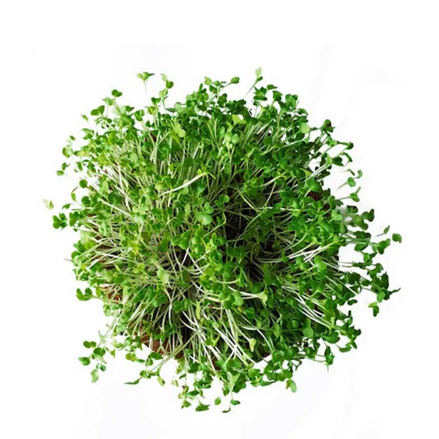 Cauliflower Microgreens (เคเฅเคฒเคซเฅเคฒเคพเคเค
เคฐ เคฎเคพเคเคเฅเคฐเฅเคเฅเคฐเฅเคจ) โ 100g | Fresh Hydroponic & Pesticide-Free