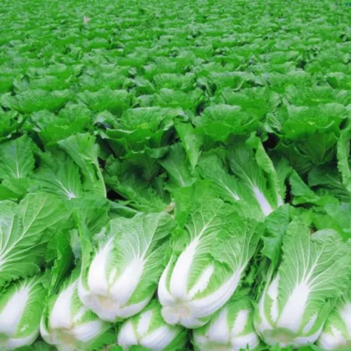 Fresh Chinese Cabbage - 600-1000g – close-up – InHydroGreens, same-day delivery in Delhi NCR