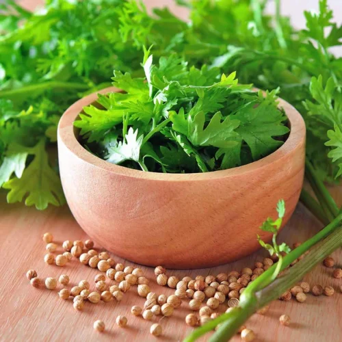 Fresh Coriander  g  Close up  Inhydrogreens Same day Delivery in Delhi Ncr