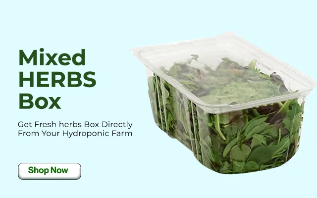 Herb-Salad-Box1-640x400