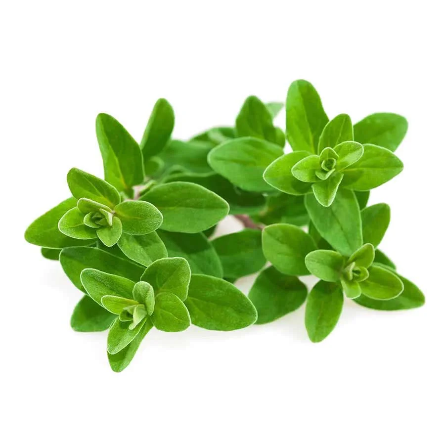 Premium Dried Marjoram (เคฎเคฐเคเฅเคฐเคฎ) - 100g | Aromatic Herb for Italian Cooking