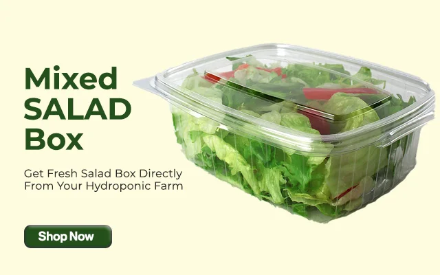Mix-Salad-Box1-640x400