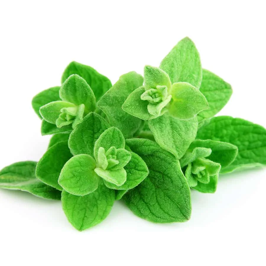 Fresh Cubic Oregano (เคเคฐเคฟเคเฅเคจเฅ) 100g โ 100% Fresh & Nutrient-Rich