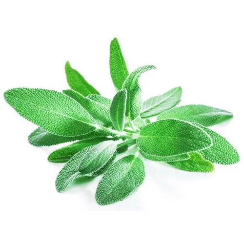 Fresh Sage Herb-100g Nature's Most Fragrant Herb, Freshly Harvested – InHydroGreens, same-day delivery in Delhi NCR