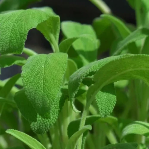 Fresh Sage Herb-100g Nature's Most Fragrant Herb, Freshly Harvested – close-up – InHydroGreens, same-day delivery in Delhi NCR
