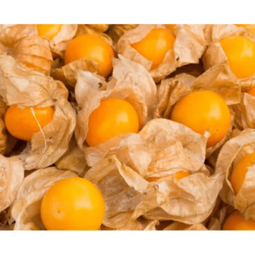 Fresh Golden Berry  g  Close up  Inhydrogreens Same day Delivery in Delhi Ncr