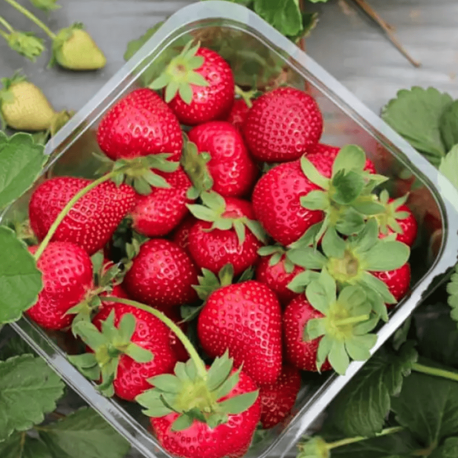 Strawberry (เคธเฅเคเฅเคฐเฅเคฌเฅเคฐเฅ) โ 250gm | Fresh, Juicy & Antioxidant-Rich Exotic Fruit