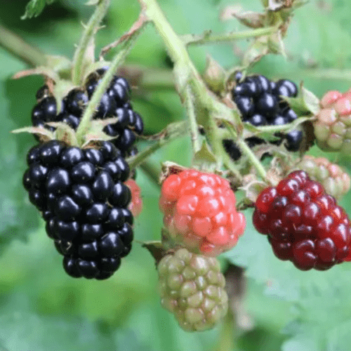 Fresh Blackberries  gm  Close up  Inhydrogreens Same day Delivery in Delhi Ncr