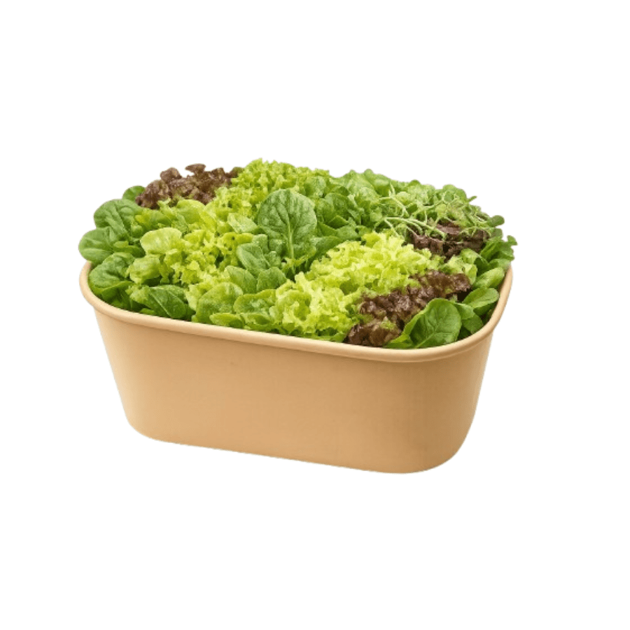 Inhydrogreen Lettuce Box - Mixed
