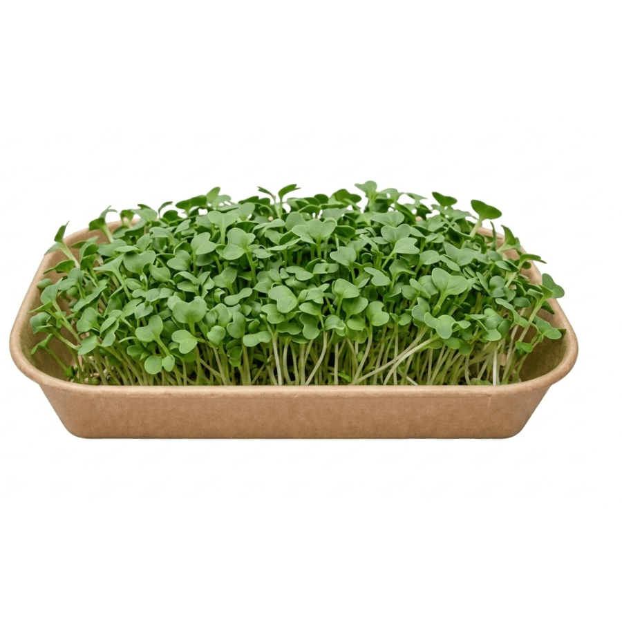 Tray of fresh microgreens growing in a brown compostable container.