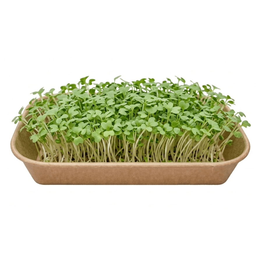 Tray of fresh microgreens growing in a shallow brown container. **Note**: concise, informative alt text describing purpose.