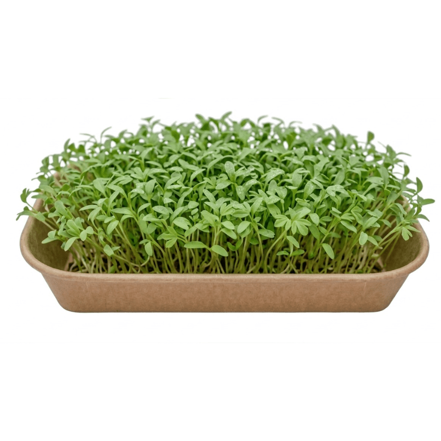 Tray of young green microgreens sprouting in a brown biodegradable planter. (Informative)
