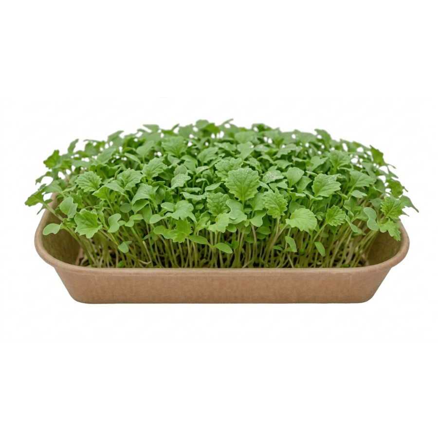 Tray of densely packed green microgreens growing in a shallow brown planting tray, ready for harvest