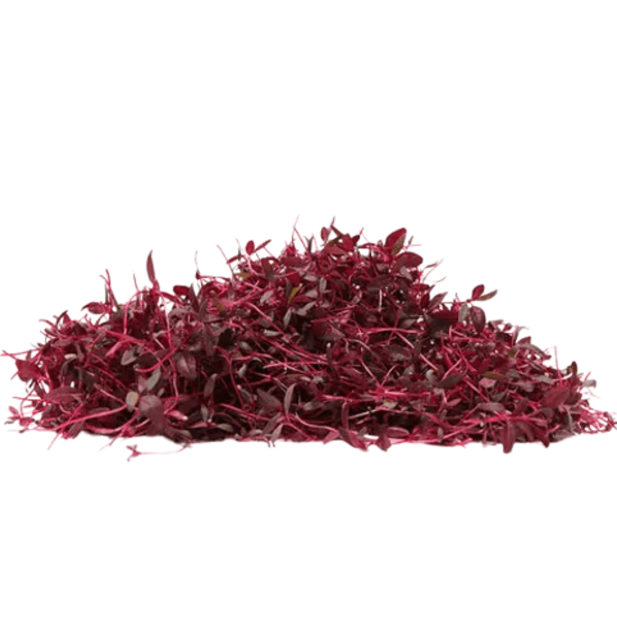Red Amaranth (เคฒเคพเคฒ เคเคฎเคฐเฅเคจเฅเคฅ)-100g | Fresh Hydroponic & Pesticide-Free