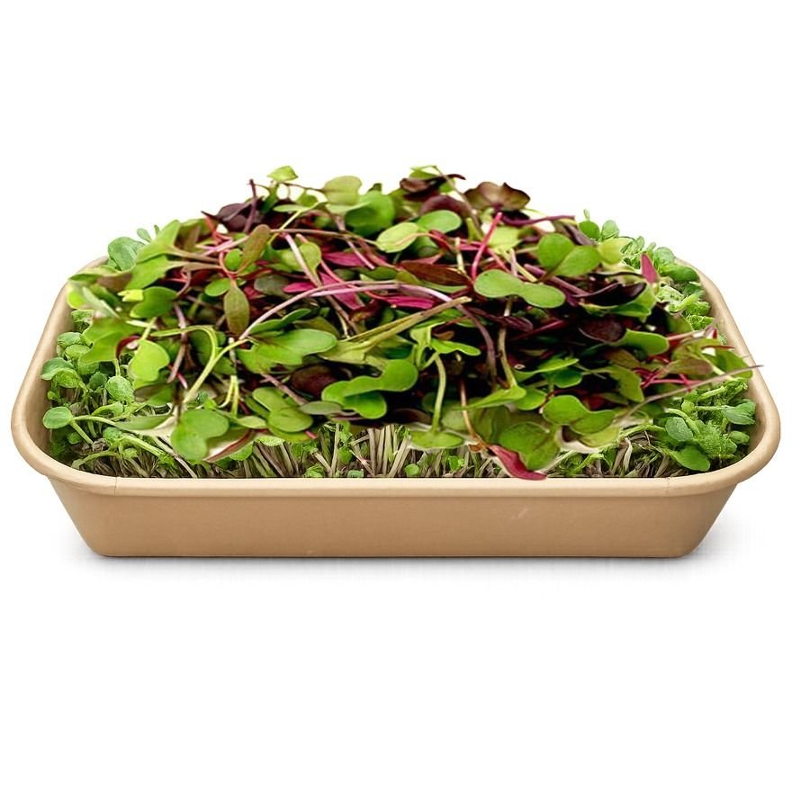 Mix Microgreens Box
