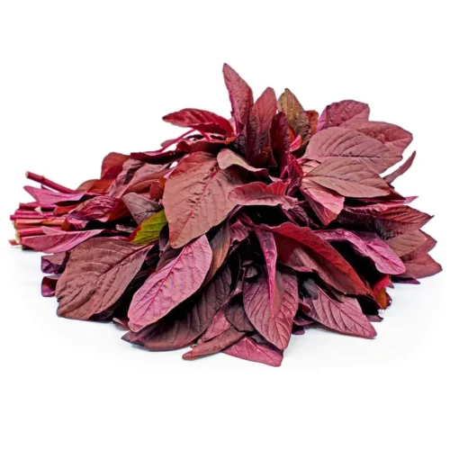 Amaranth Red x Inhydrogreens Fresh Amaranth Red g Inhydrogreens Same day Delivery in Delhi Ncr
