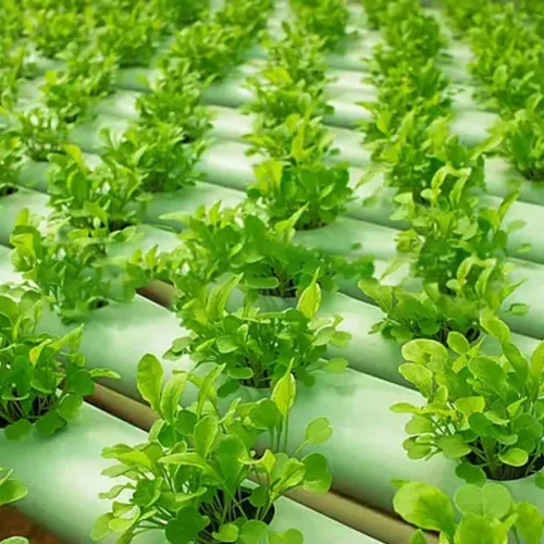 Fresh Arugula - 150g – close-up – InHydroGreens, same-day delivery in Delhi NCR