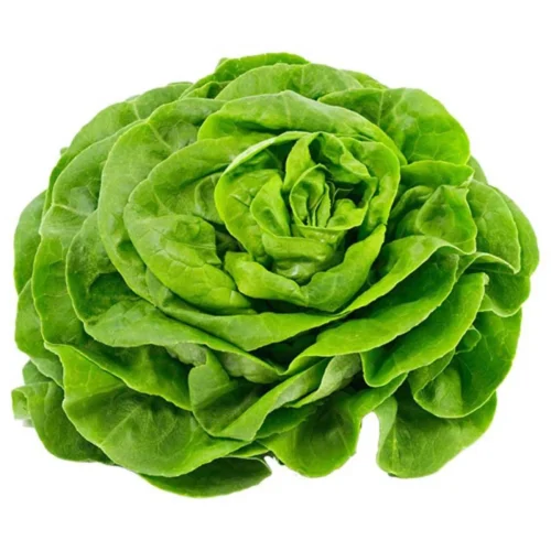 Fresh Butterhead Lettuce - 150-200g – InHydroGreens, same-day delivery in Delhi NCR