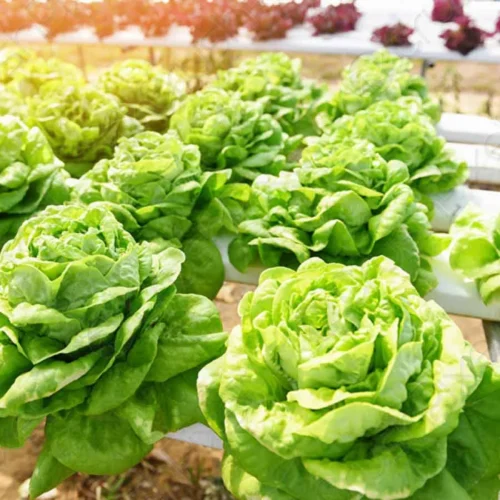 Fresh Butterhead Lettuce - 150-200g – close-up – InHydroGreens, same-day delivery in Delhi NCR