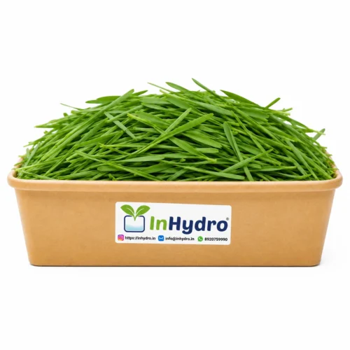 Fresh Wheatgrass Microgreen – InHydroGreens, same-day delivery in Delhi NCR