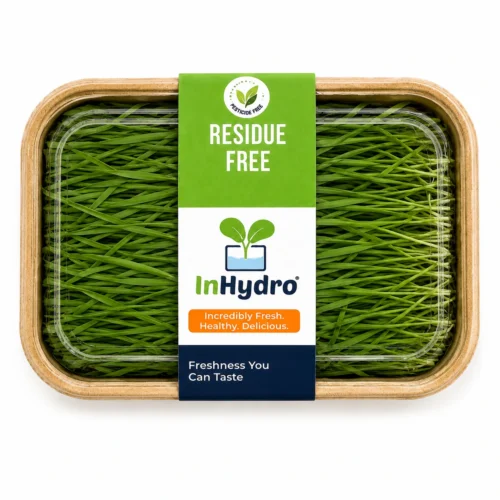 Fresh Wheatgrass Microgreen – close-up – InHydroGreens, same-day delivery in Delhi NCR