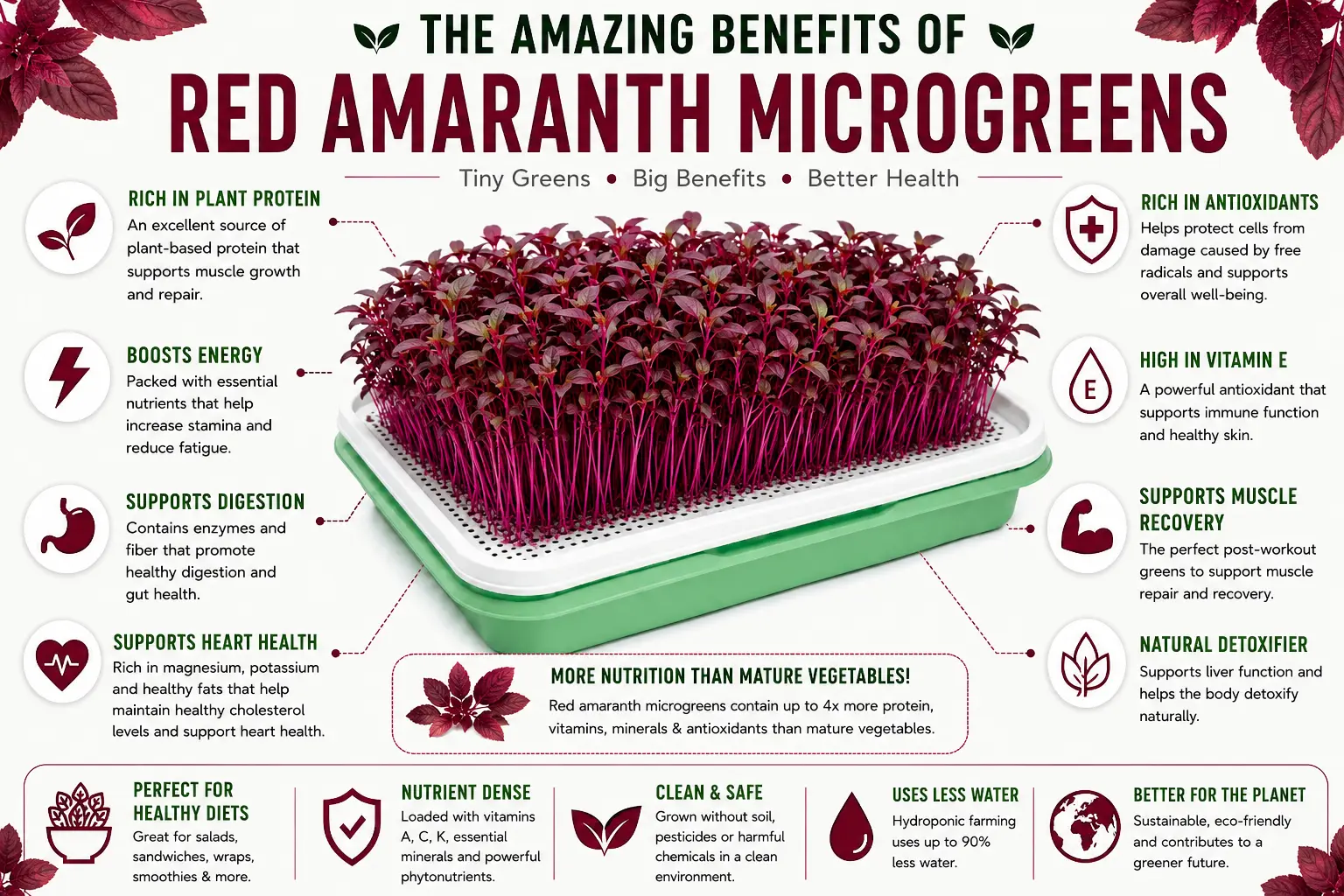 Benefits of Red Amaranth Microgreens