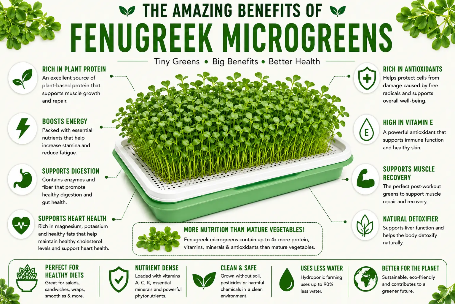 Benefits of Fenugreek Microgreens