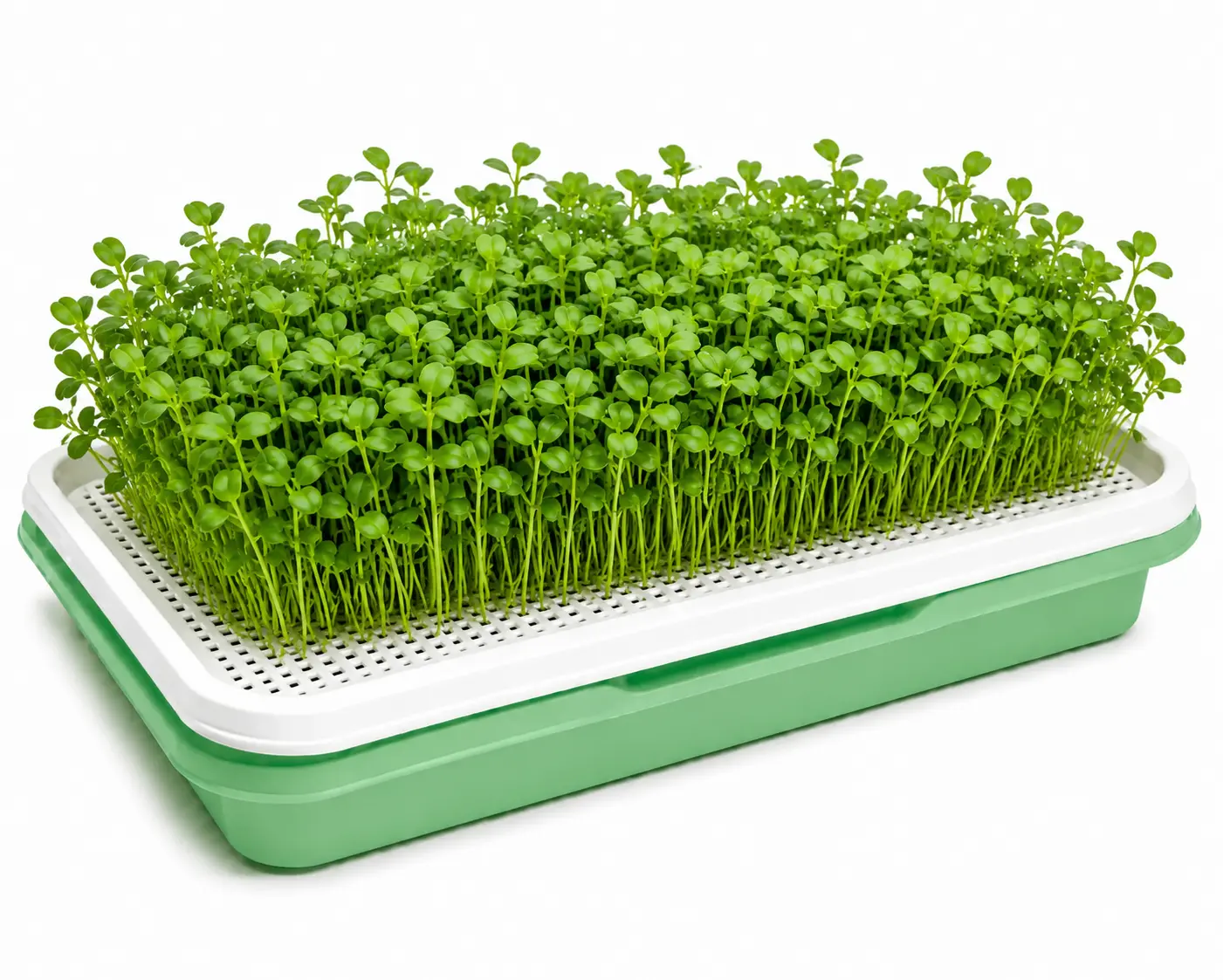Fenugreek Microgreens Growing Tray