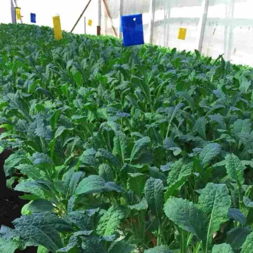 Fresh Curly Kale - 200g – close-up – InHydroGreens, same-day delivery in Delhi NCR