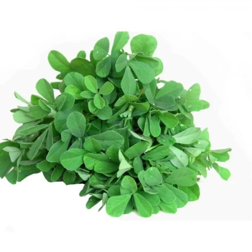 Fenugreek Green x Inhydrogreens Fresh Fenugreek Green g Inhydrogreens Same day Delivery in Delhi Ncr