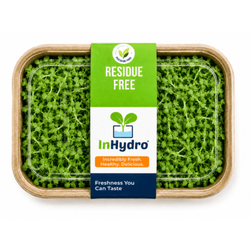 Fresh Fenugreek Microgreen – close-up – InHydroGreens, same-day delivery in Delhi NCR