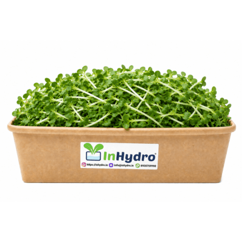 Fenugreek Microgreen Inhydrogreens Fresh Fenugreek Microgreen Inhydrogreens Same day Delivery in Delhi Ncr
