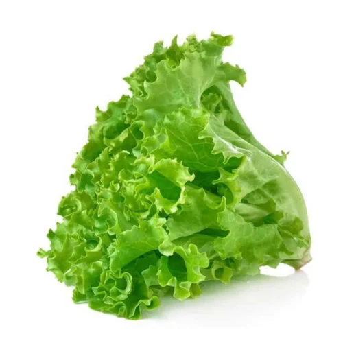 Green Lettuce x Inhydrogreens Fresh Lettuce Green g Inhydrogreens Same day Delivery in Delhi Ncr