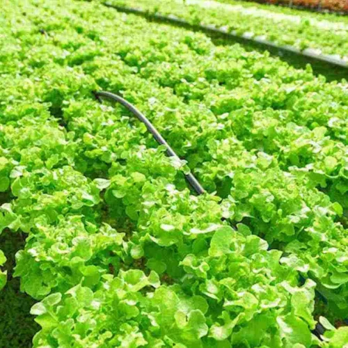 Fresh Lettuce Green - 120-150g – close-up – InHydroGreens, same-day delivery in Delhi NCR